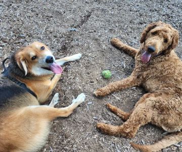 Dog park @ River Road Park