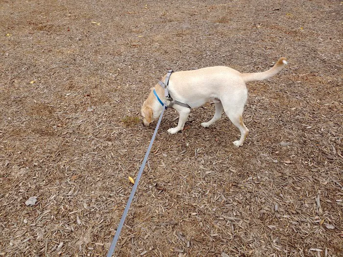 Dog park @ River Road Park 6