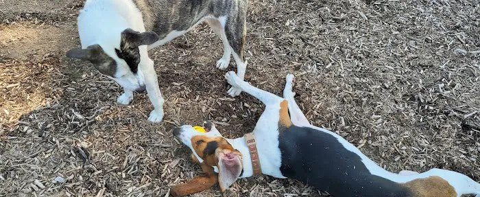 Dog park @ River Road Park 8