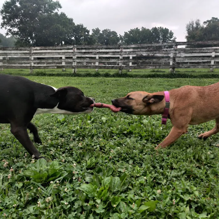 Bethel Dog Park 1