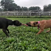 Bethel Dog Park ico