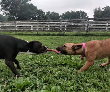 Bethel Dog Park