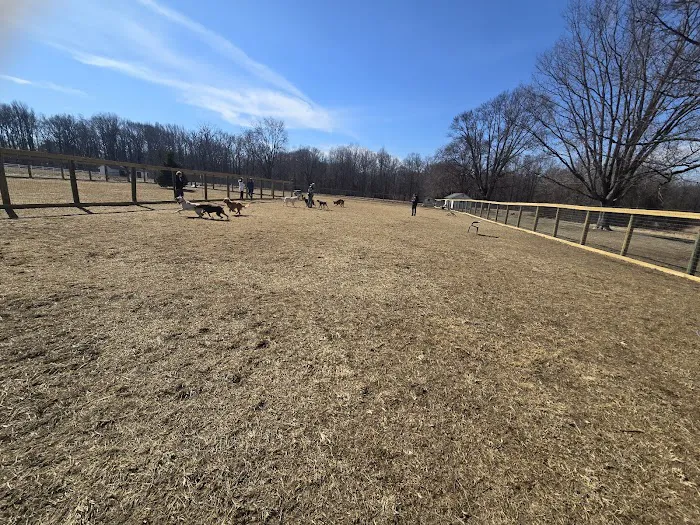 Bethel Dog Park 5
