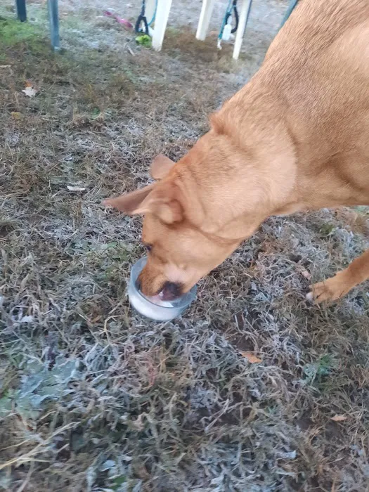 Bethel Dog Park 6