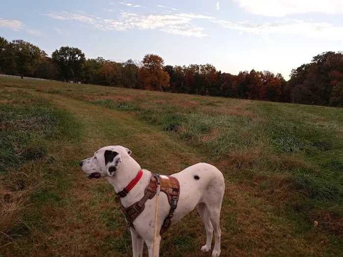 Bethel Dog Park 9