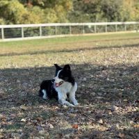 Bark Park at Pennsbury Township Municipal Park ico