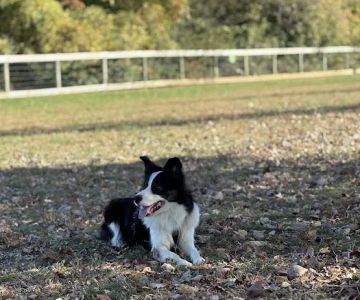 Bark Park at Pennsbury Township Municipal Park