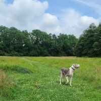 Barkingfield Park ico