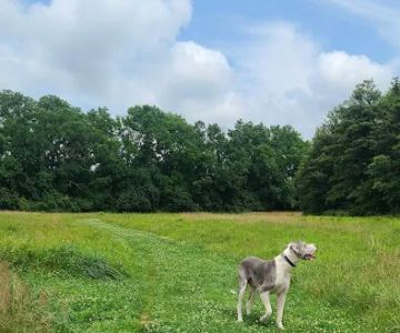 Barkingfield Park
