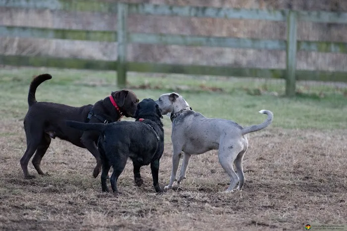Goddard Dog Park 1