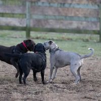 Goddard Dog Park ico