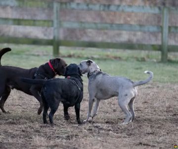 Goddard Dog Park