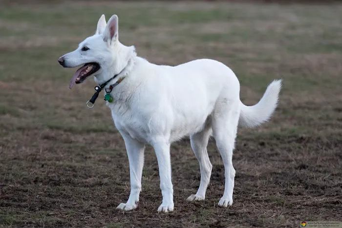 Goddard Dog Park 4