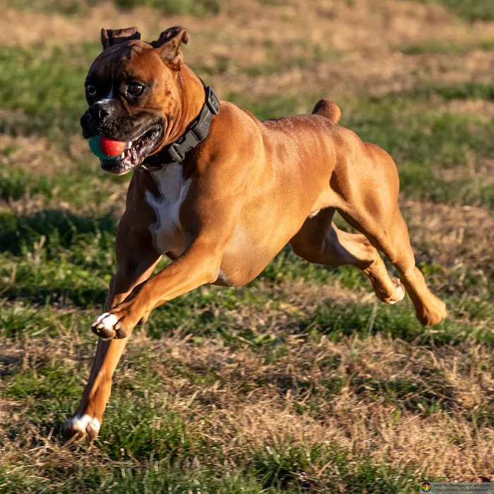 Goddard Dog Park 7