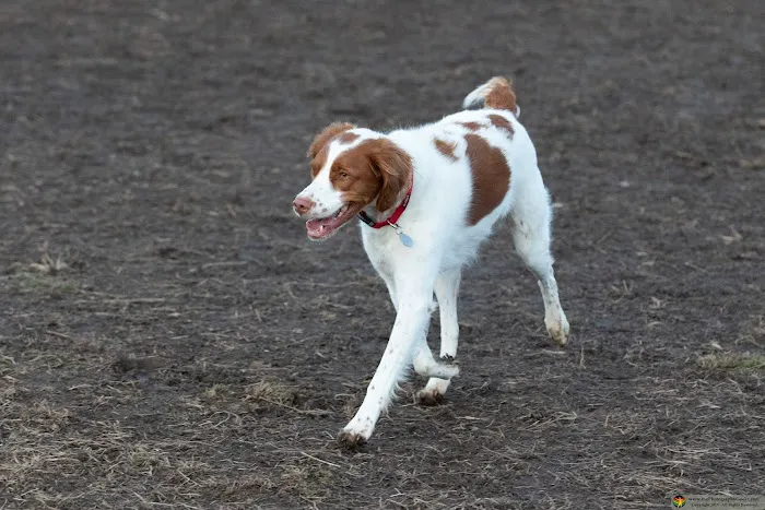 Goddard Dog Park 5