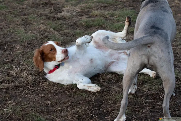 Goddard Dog Park 8