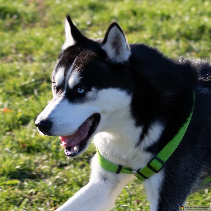 Goddard Dog Park 10