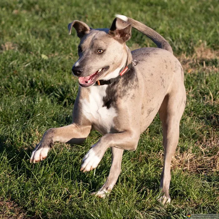Goddard Dog Park 9