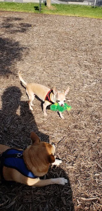 Elsmere Dog Park 4