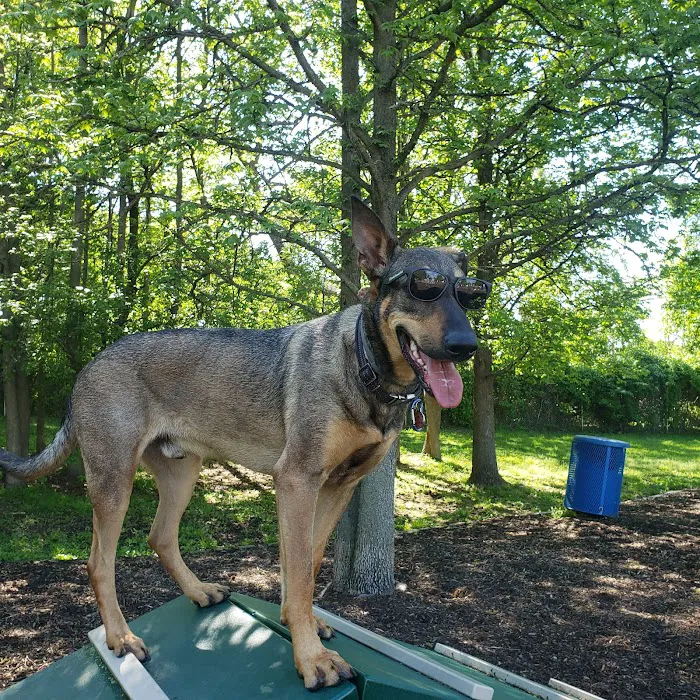 Elsmere Dog Park 5
