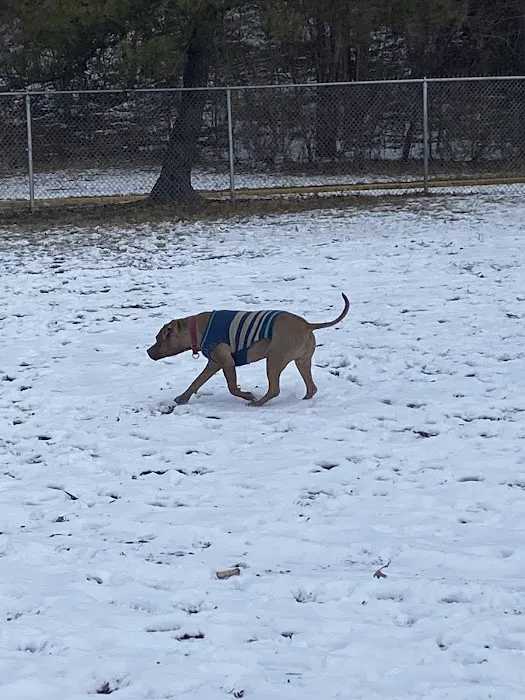 Elsmere Dog Park 6