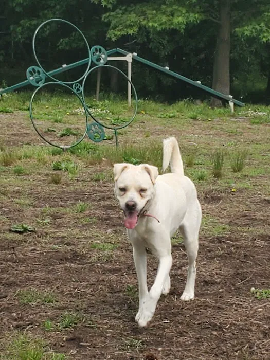 Elsmere Dog Park 8
