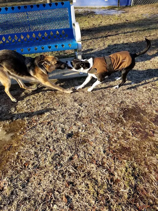 Elsmere Dog Park 7