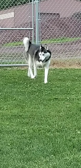 Wright Township Dog Park 8