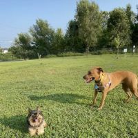 Berwick Community Dog Park ico