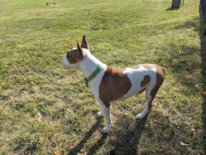 Berwick Community Dog Park 5