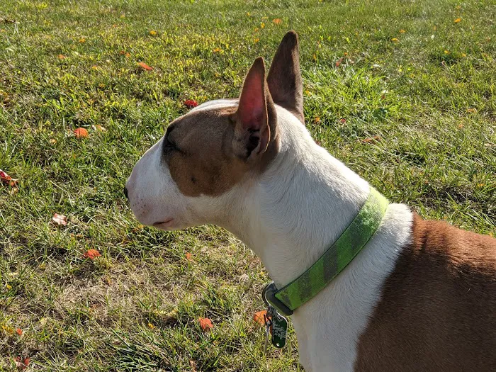 Berwick Community Dog Park 9