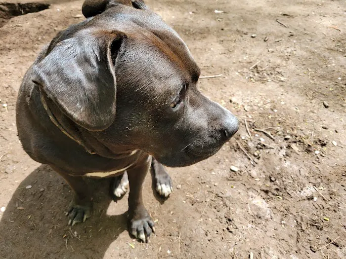 Woodstock Dog Park 1