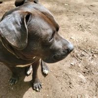 Woodstock Dog Park ico