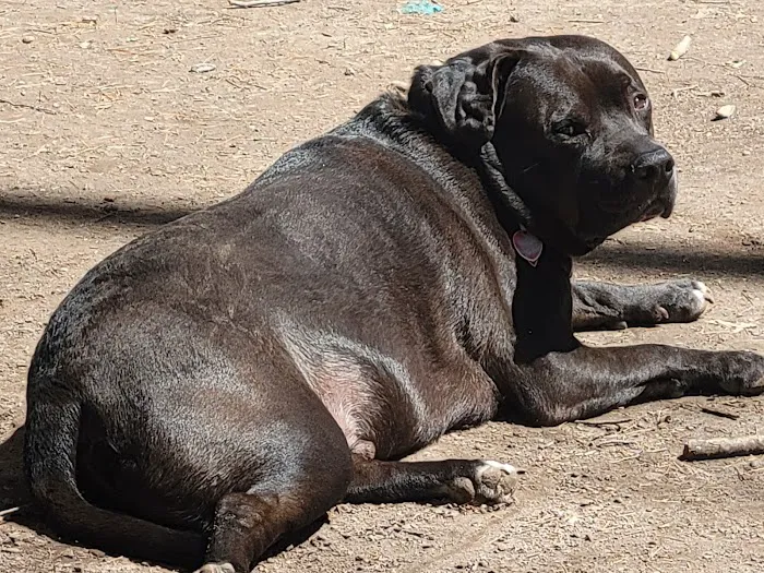 Woodstock Dog Park 8