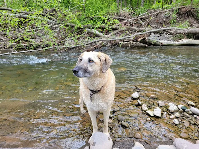 Woodstock Dog Park 10