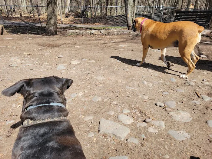 Woodstock Dog Park 9
