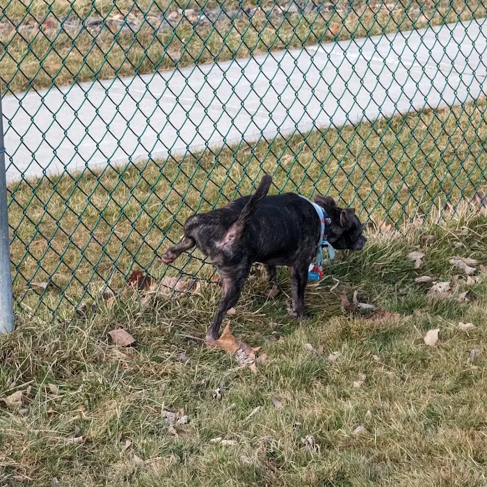 Palatine Bark Dog Park 2