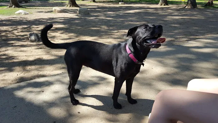 Agawam Dog Park 2