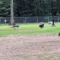 Agawam Dog Park ico