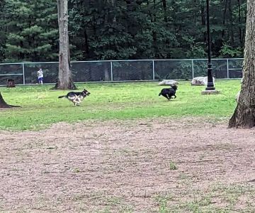 Agawam Dog Park