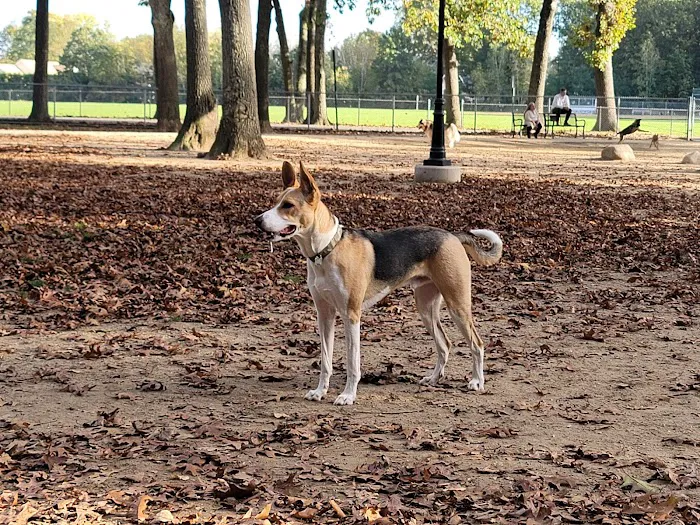 Agawam Dog Park 4