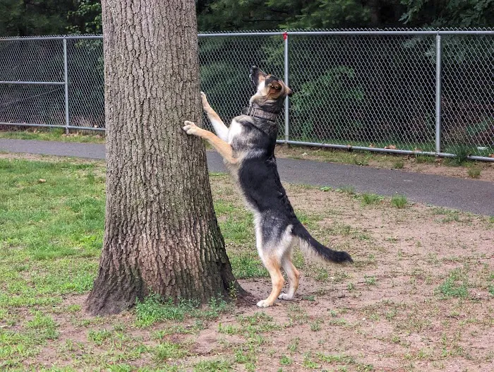 Agawam Dog Park 8