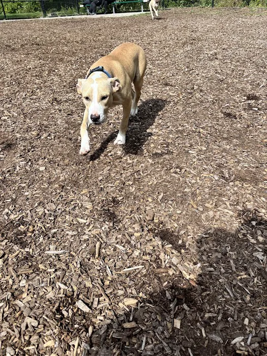 Holyoke Dog Park 1
