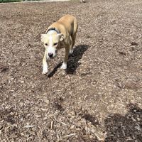 Holyoke Dog Park ico