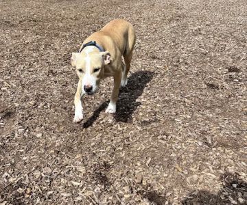 Holyoke Dog Park