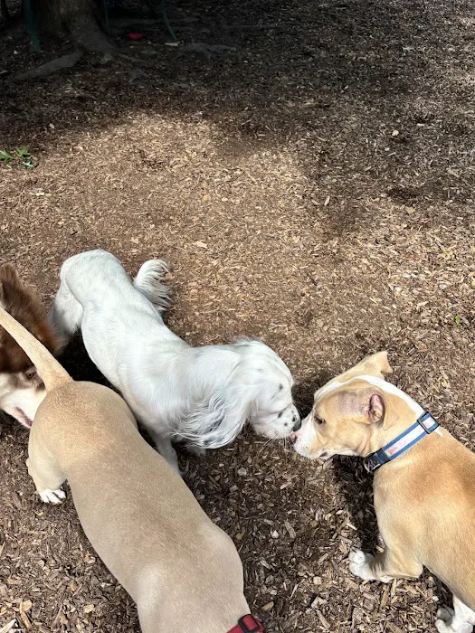 Holyoke Dog Park 4