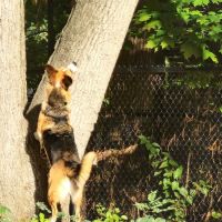 Service Dog Memorial Dog Park ico
