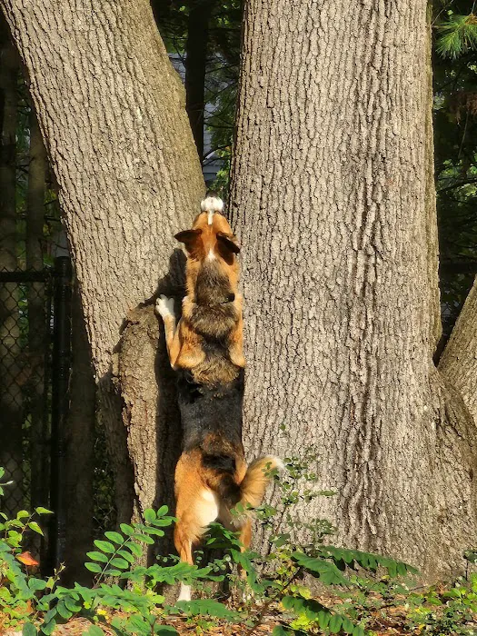 Service Dog Memorial Dog Park 7