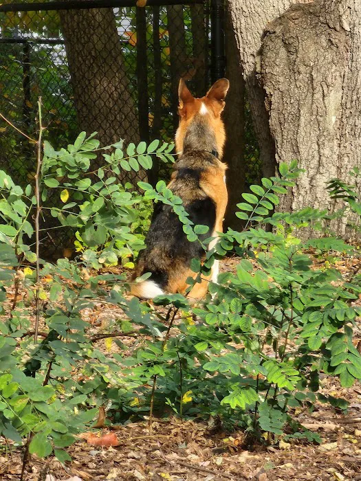 Service Dog Memorial Dog Park 6