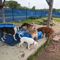 Westerly Dog Park ico